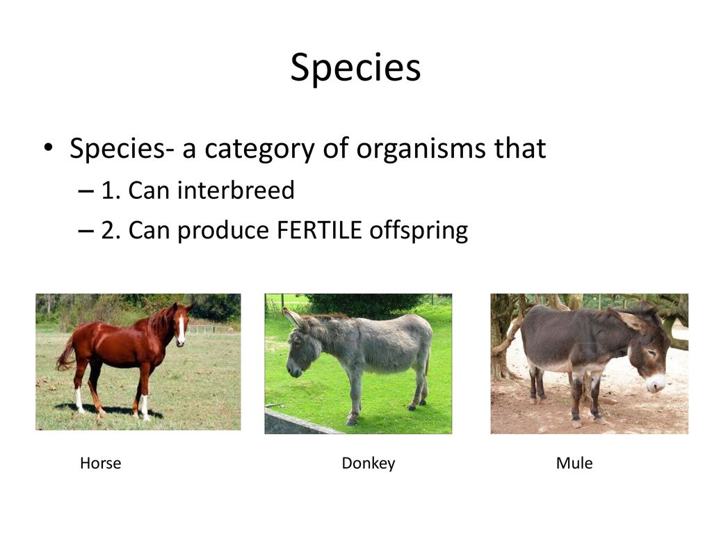 Species Species- a category of organisms that 1. Can interbreed